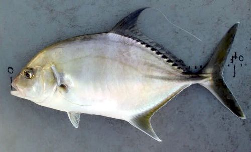 Coachwhip trevally